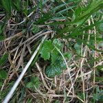 Ranunculus alpestris Leaf