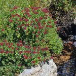 Rhodiola integrifolia Habit