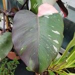 Philodendron erubescens Folla