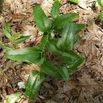 Smilax bona-noxLeaf