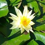 Nymphaea mexicana Flower