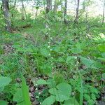 Mitella diphylla Hábitos