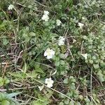 Pinguicula alpina Kwiat