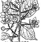 Rubus nigricans Sonstige