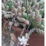 Sedum moranense Flower
