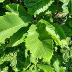 Quercus pontica Blatt