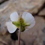 Ranunculus glacialis Žiedas