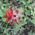 Castilleja miniata Çiçek