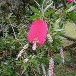Melaleuca rugulosa 花