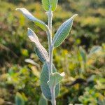 Salix glauca Leaf