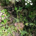 Conopodium majus Blodyn