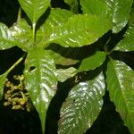 Palicourea cyanococca List