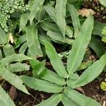 Dryopteris sieboldii Leaf