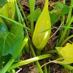 Arum italicum x Arum maculatum Flor