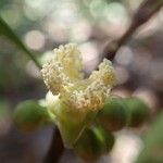 Garcinia balansae Fiore