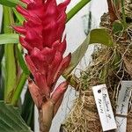 Aechmea distichantha Liść