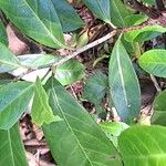 Hydrangea chinensis Leaf