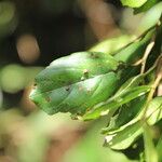 Celtis mildbraedii Blatt