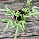 Pteris cretica Leaf