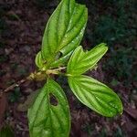 Bertiera bracteosa Leaf