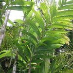 Areca triandra Vivejo