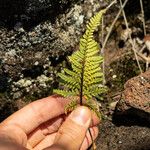 Pityrogramma austroamericana Hoja