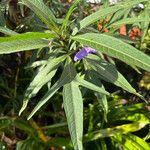 Solanum aviculare পাতা