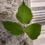 Toxicodendron radicans Ліст