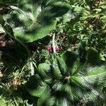 Podophyllum aurantiocaule Habit