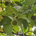 Neolamarckia cadamba Fruit