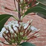 Acokanthera oppositifolia Virág