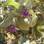 Solanum lycocarpum