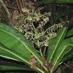 Tapeinosperma pancheri Blüte