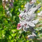Cynoglossum cheirifolium Kvet