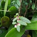 Sauropus androgynus Fruit