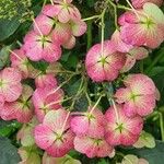 Hydrangea spp. Bloem