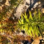 Cunninghamia lanceolata 葉