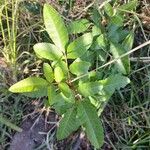 Schinus terebinthifolius Leaf