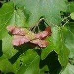 Acer campestre फल