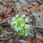 Petasites albus Flower