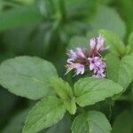 Mentha arvensis 葉
