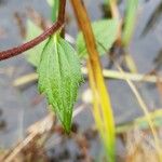 Rudbeckia fulgida পাতা