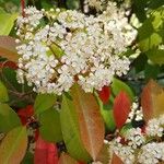 Photinia × fraseri Цветок