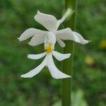 Calanthe triplicata Квітка