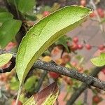 Malus prunifolia Fuelha