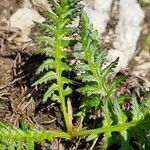 Pedicularis rostratospicata 叶