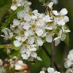 Pyrus korshinskyi 花