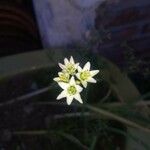 Nothoscordum bivalve Flor