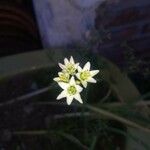 Nothoscordum bivalve Blodyn