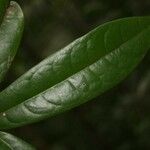 Anaxagorea dolichocarpa Leaf